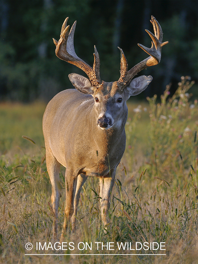 White-tailed buck in the rut.