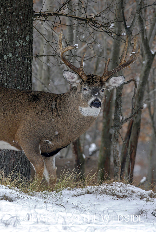 White-tailed buck in the rut.