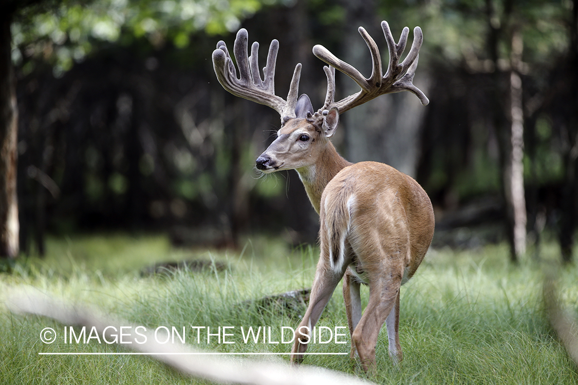 White-tailed buck in Velvet.