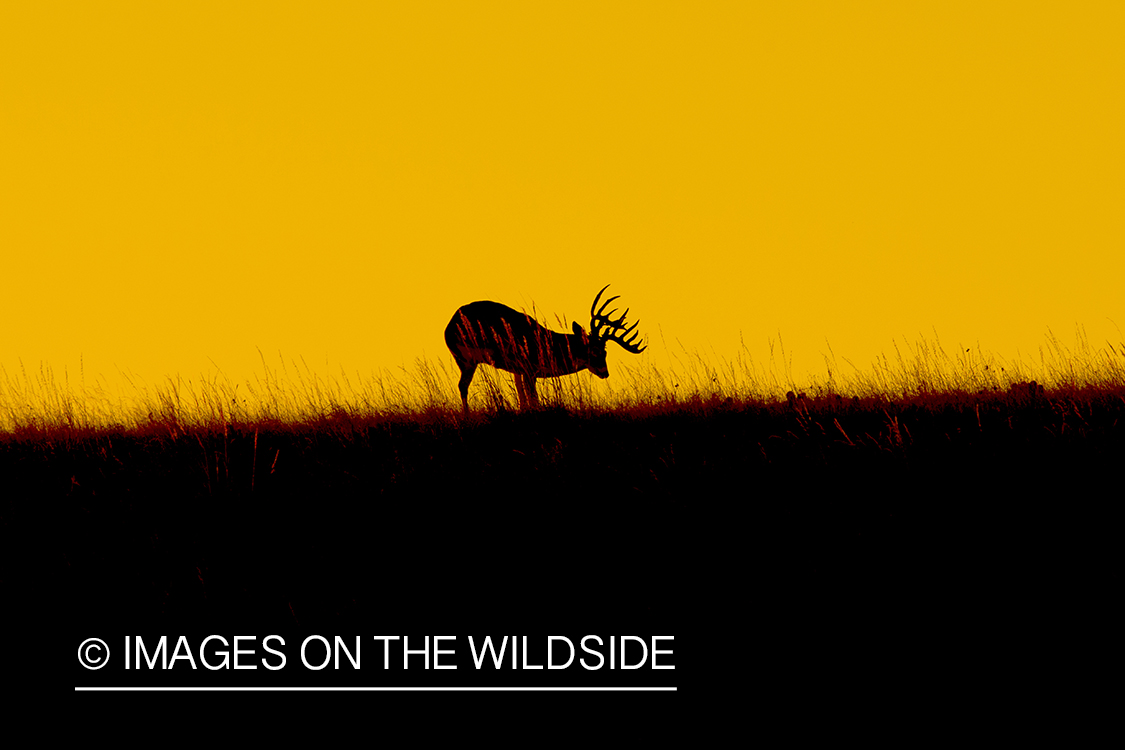 White-tailed buck in field.