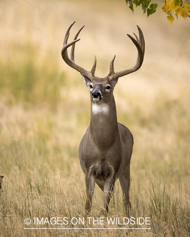 White-tailed buck in field.