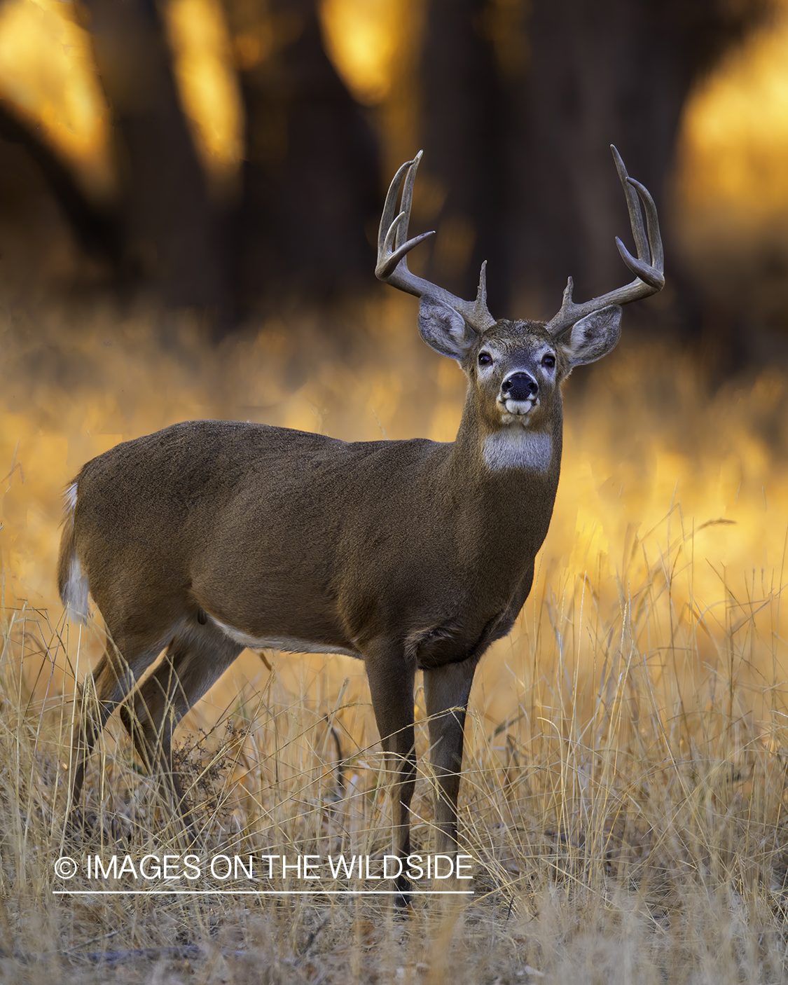 White-tailed buck with habitat.