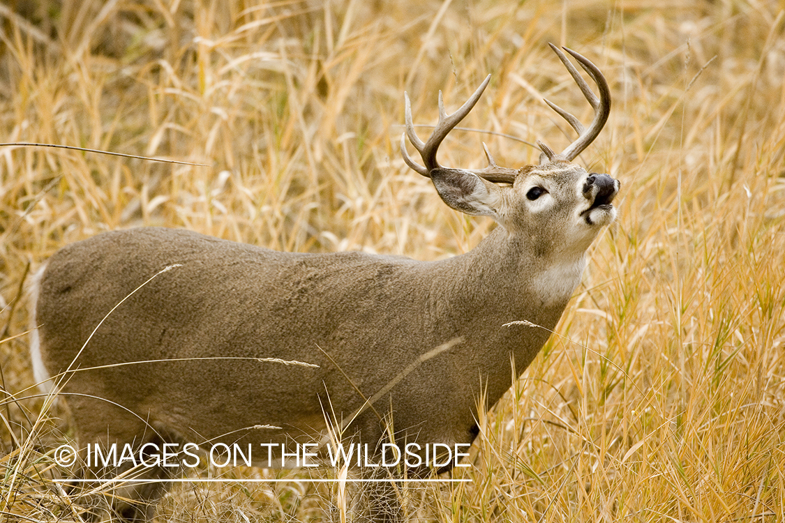 White-tailed deer in habitat