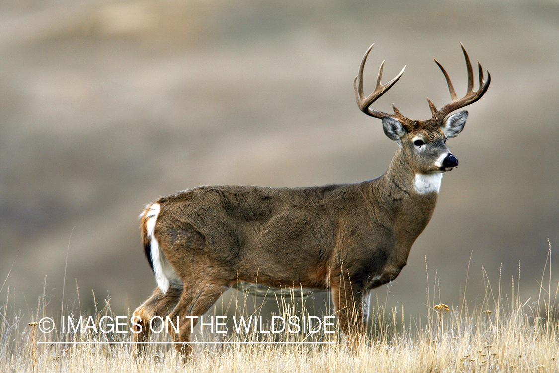 White-tailed deer in habitat