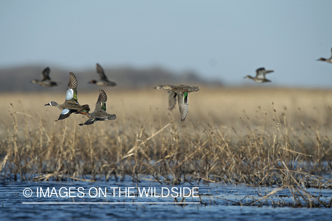 Blue-winged Teal in flight.