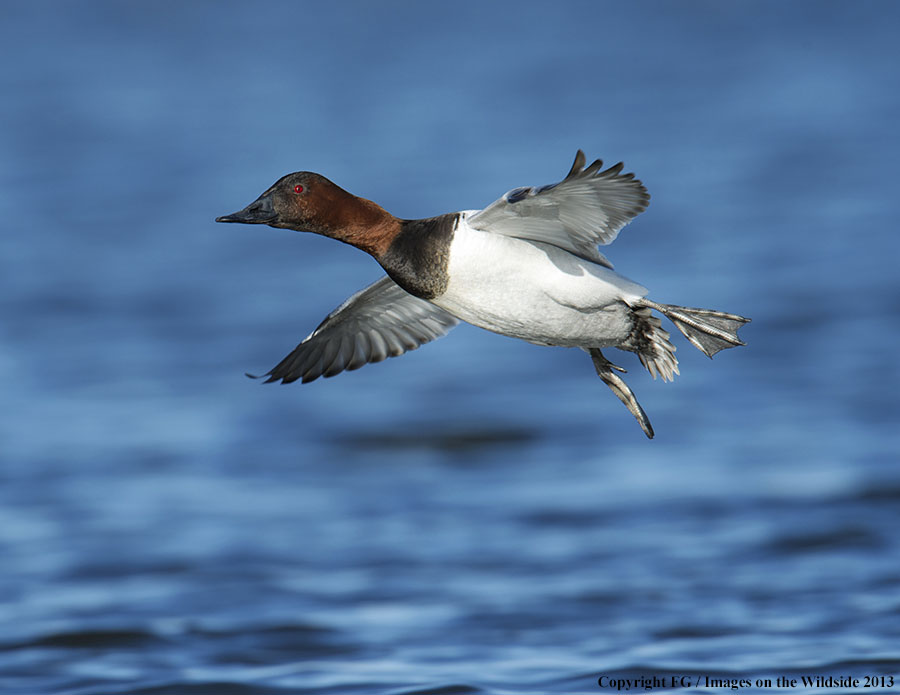 Canvasback duck in flight.