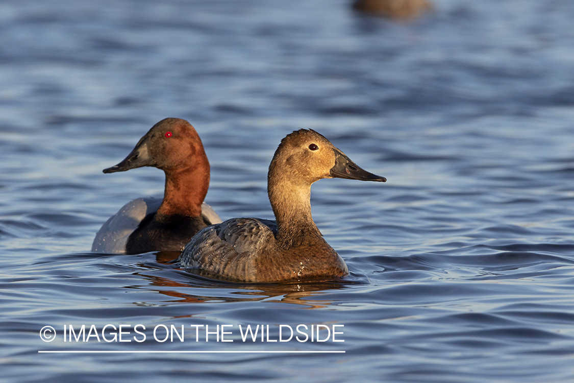 Canvasback drake and hen on water.