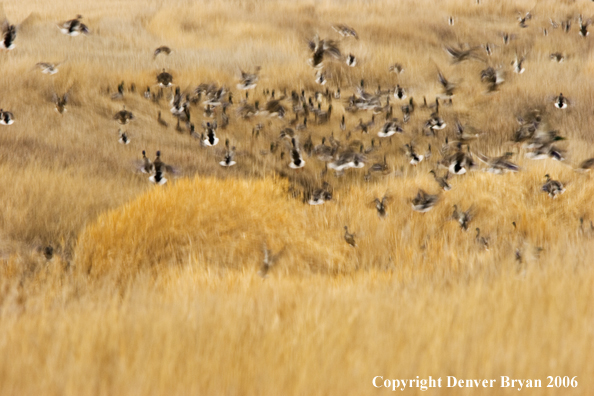 Flock of mallards in flight.