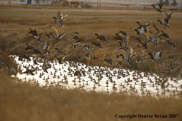 Mallard flock