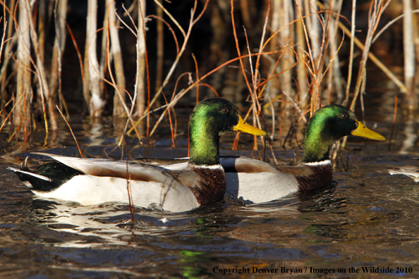 Mallard drakes on water