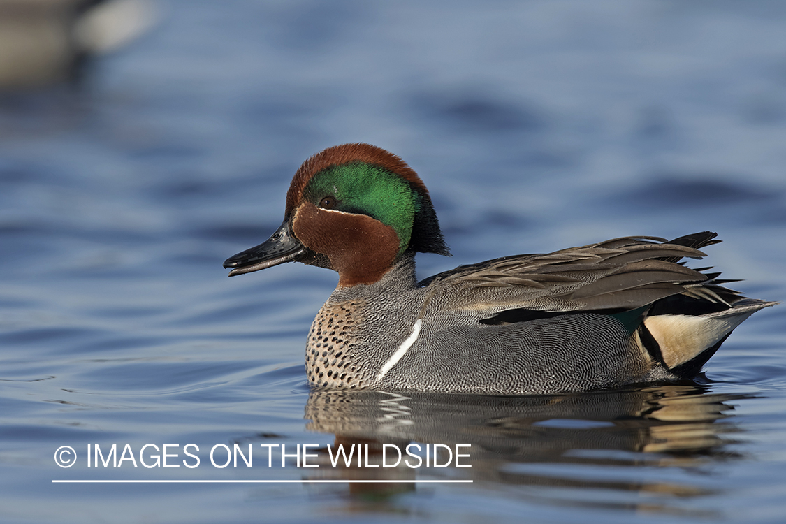 Green-winged Teal on pond.