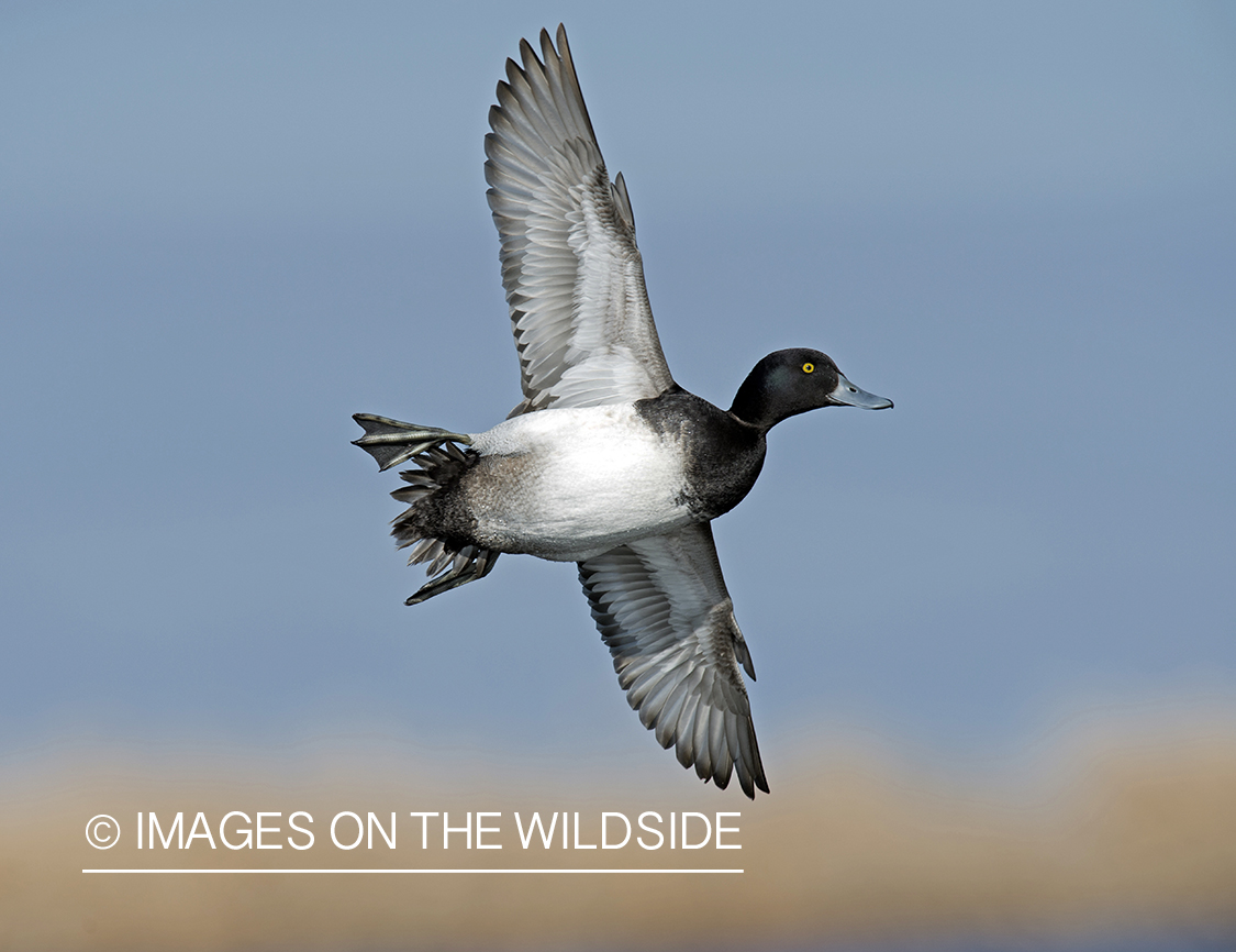 Lesser Scaup in flight.