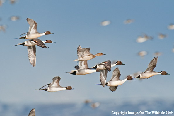 Pintail ducks in flight.