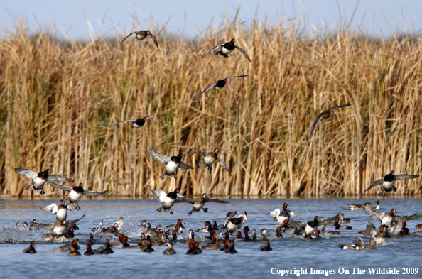 Redhead Duck Flock