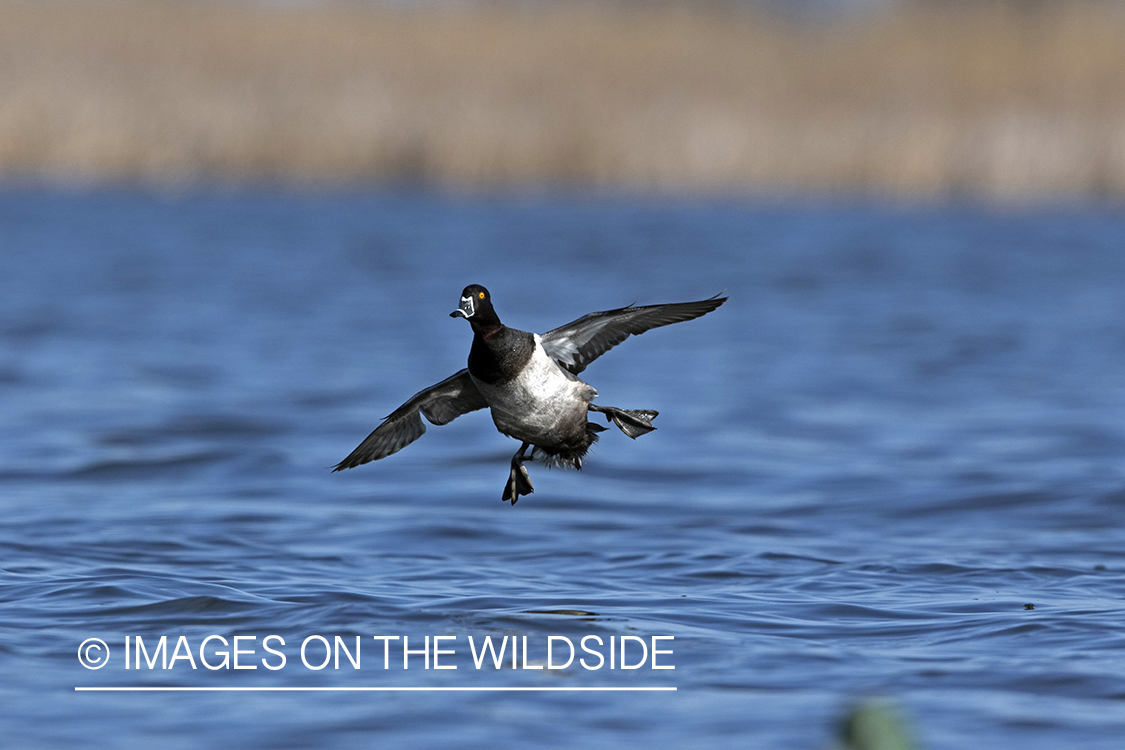 Ring-necked drake in flight.