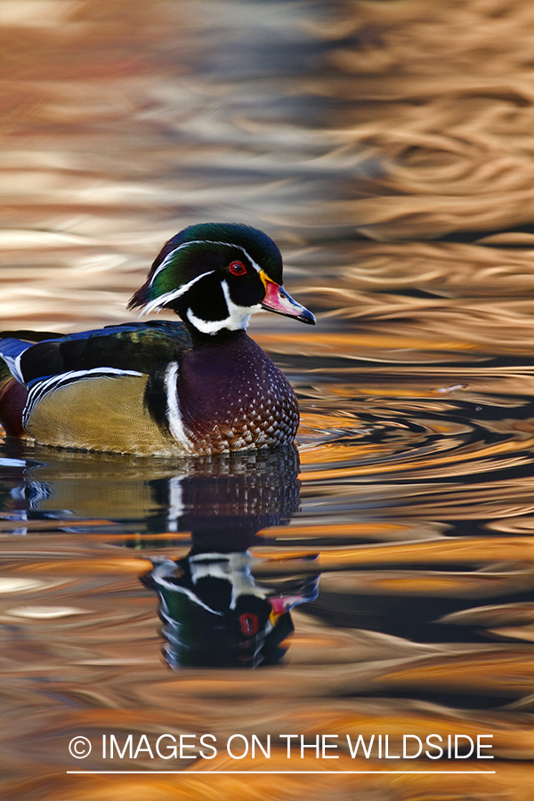 Wood Duck drake in habitat. 