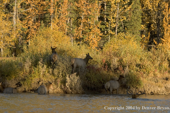 Rocky Mountain bull and cow elk crossing river.