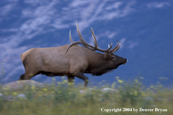 Rocky Mountain bull elk in habitat.