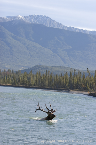 Rocky Mountain bull elk crossing river.