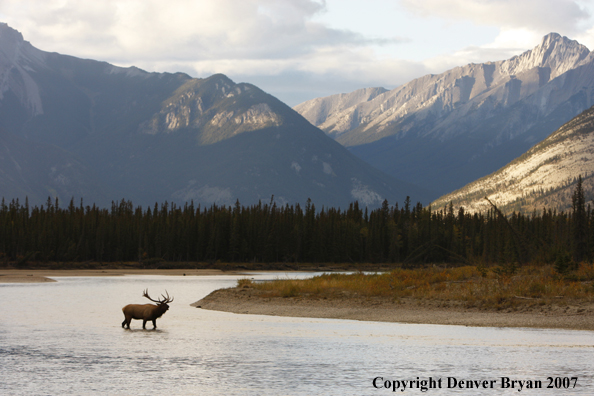 Rocky Mountain Elk crossing