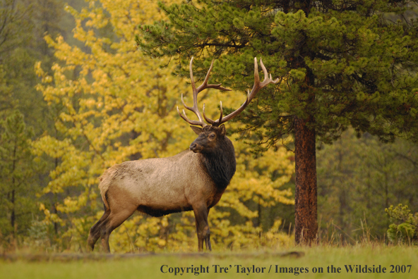 Rocky Mountain Elk in habitat