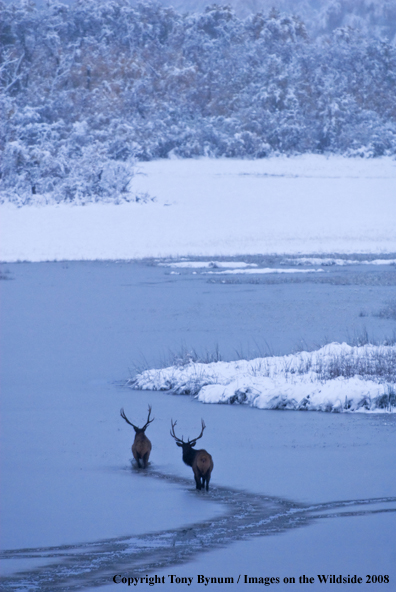 Rocky Mountain Elk in habitat