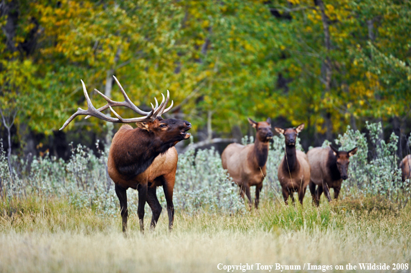 Bull Elk with Cows