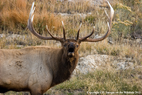 Bull elk bugling.