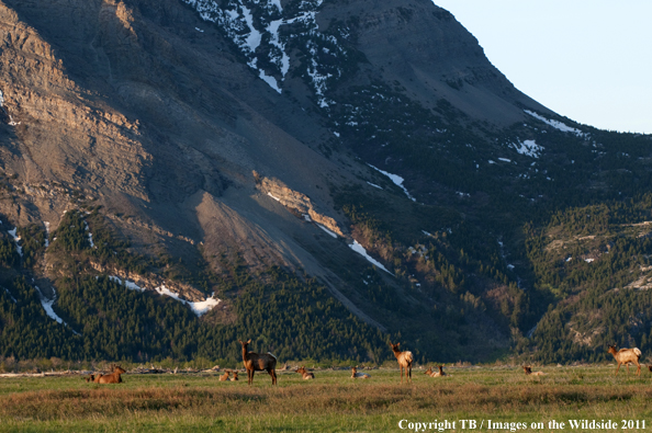 Rocky Mountain elk in habitat. 