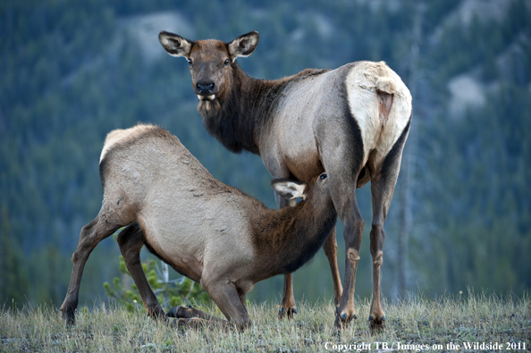 Cow elk with calf. 