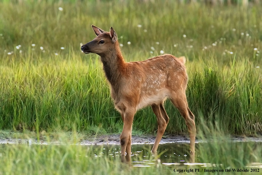 Elk calf in habitat.