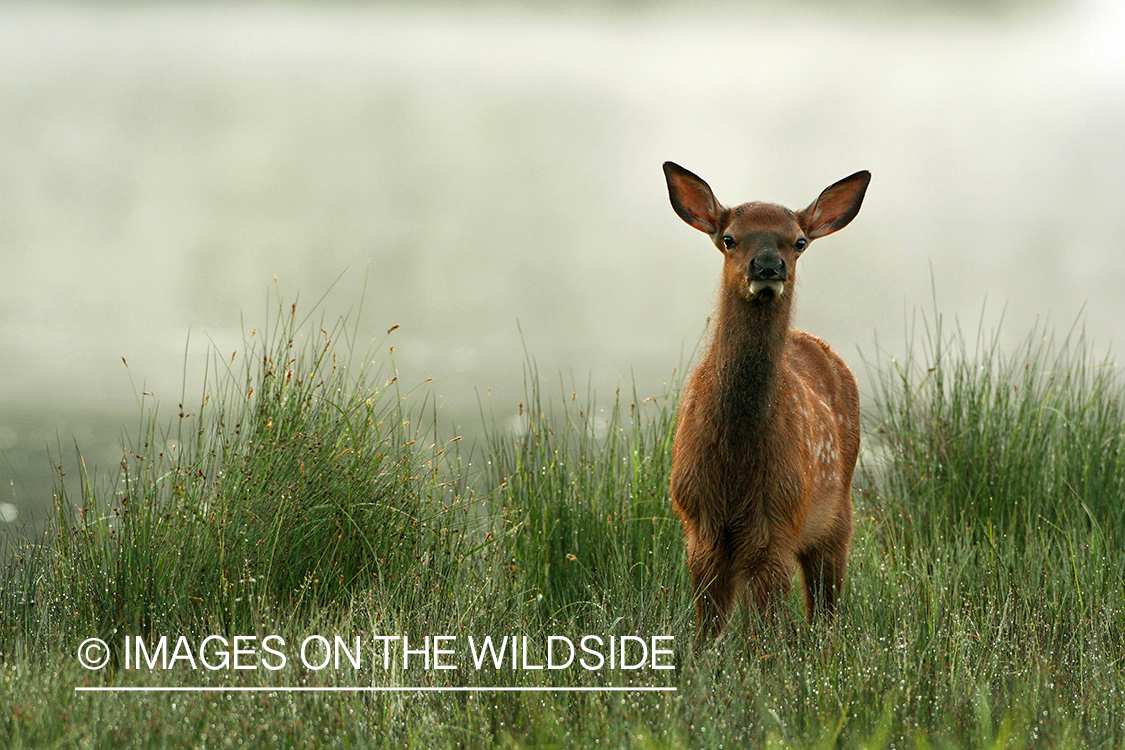 Rocky Mountain Elk calf in habitat.