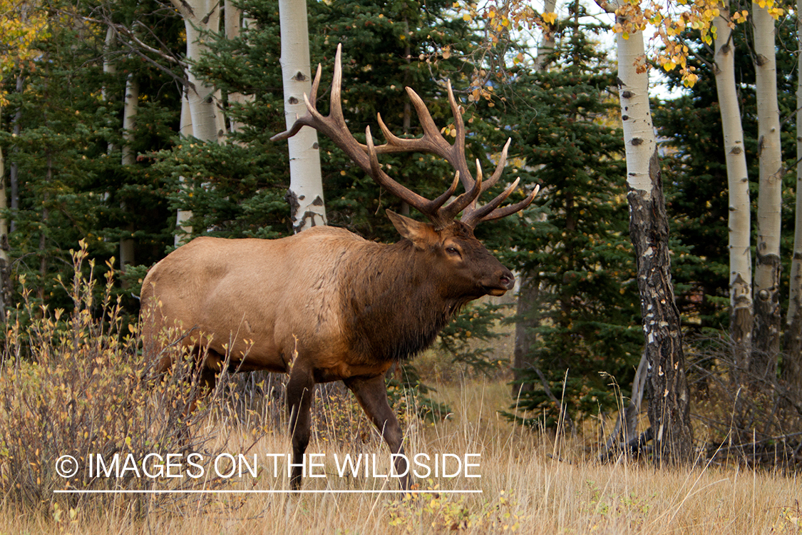 Rocky Mountain Bull Elk in habitat.