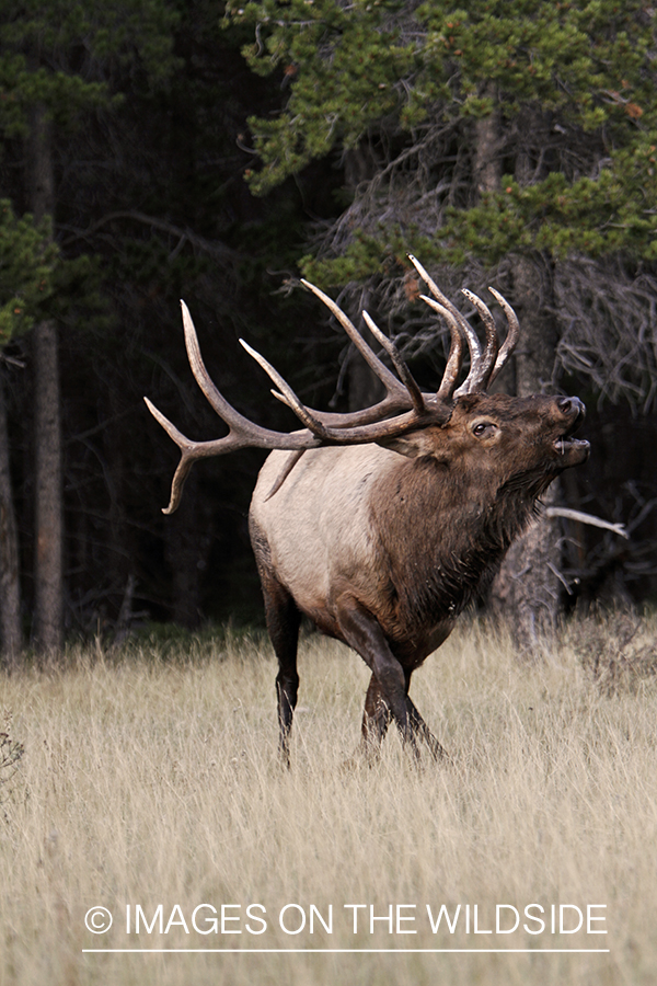 Rocky Mountain Bull Elk bugling in habitat.