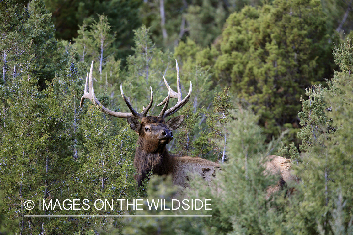 Rocky Mountain Bull Elk bedded down in habitat.