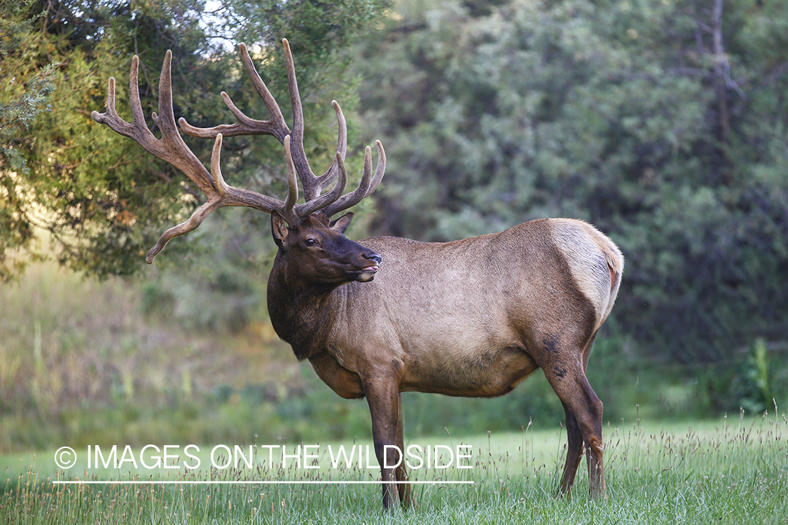 Bull elk in velvet.