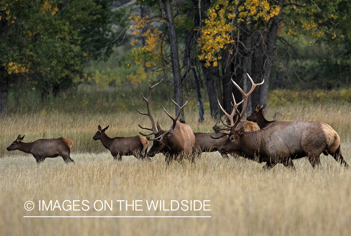 Rocky Mountain elk herd in field.