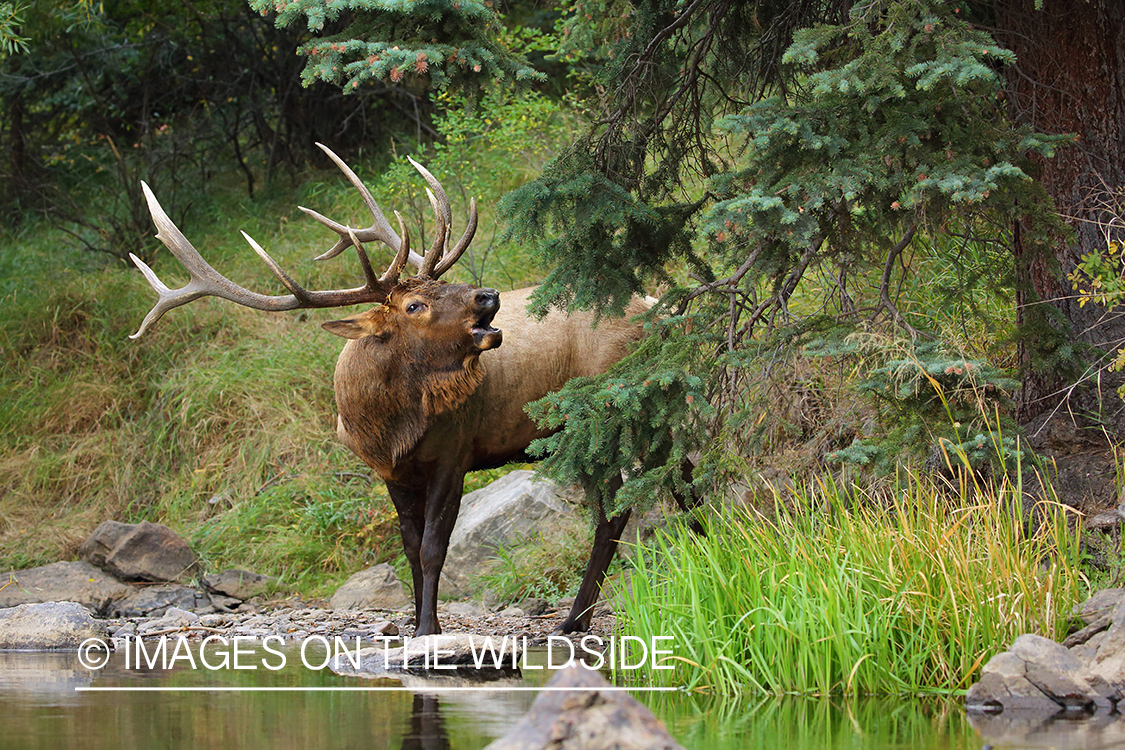 Bull elk bugling.