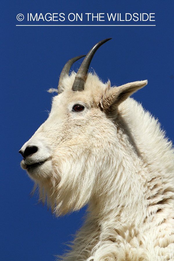 Rocky Mountain Goat in habitat.