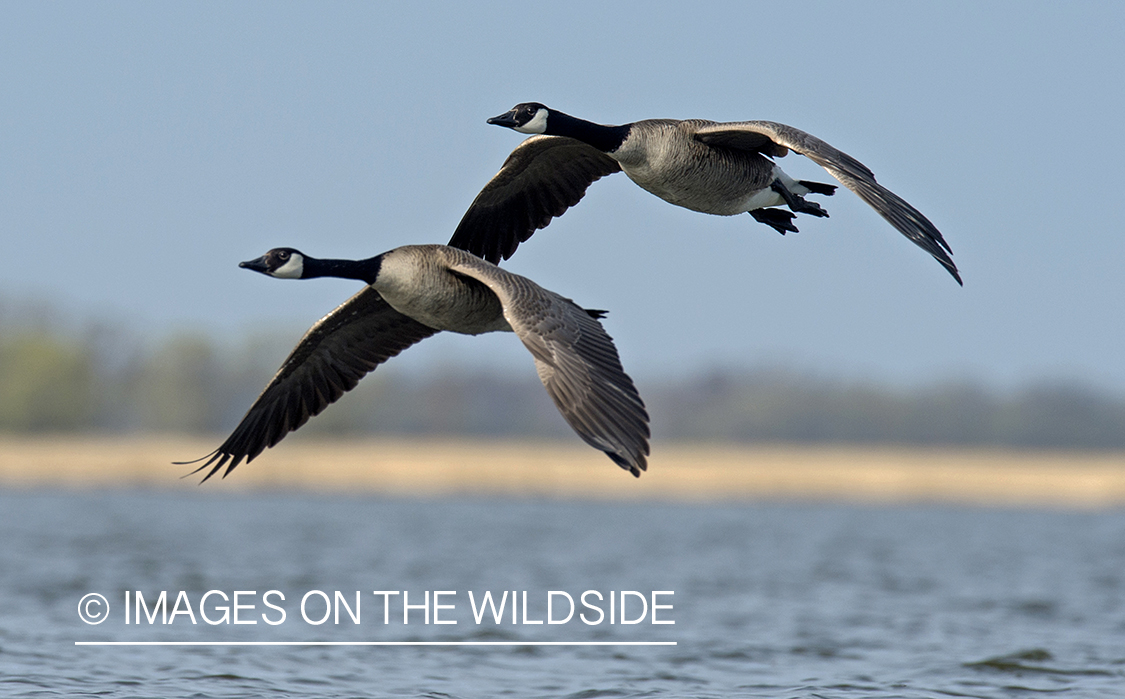 Canada geese in flight.