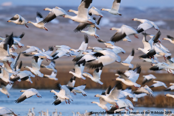 Snow Geese in habitat