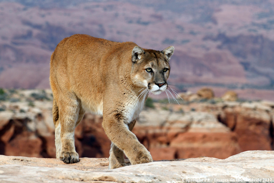 Mountain Lion in habitat.