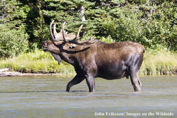 Shiras bull moose calling while walking in water.