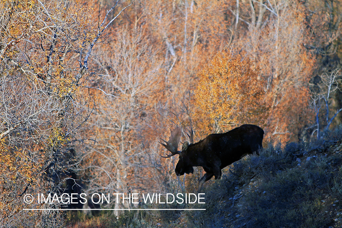 Shiras bull moose in habitat.