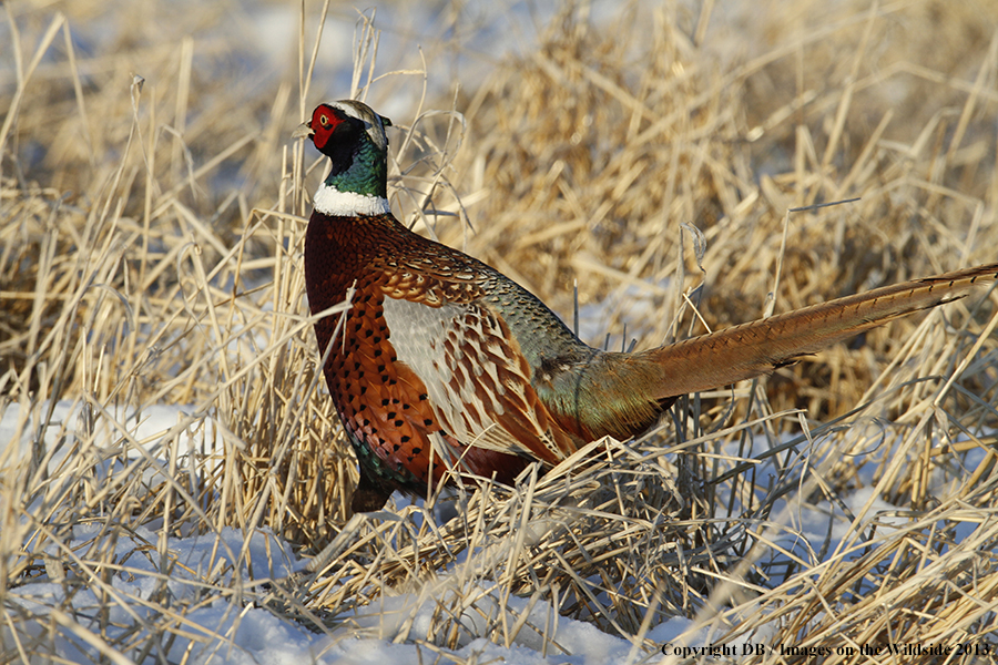 Ring-necked pheasant in habitat