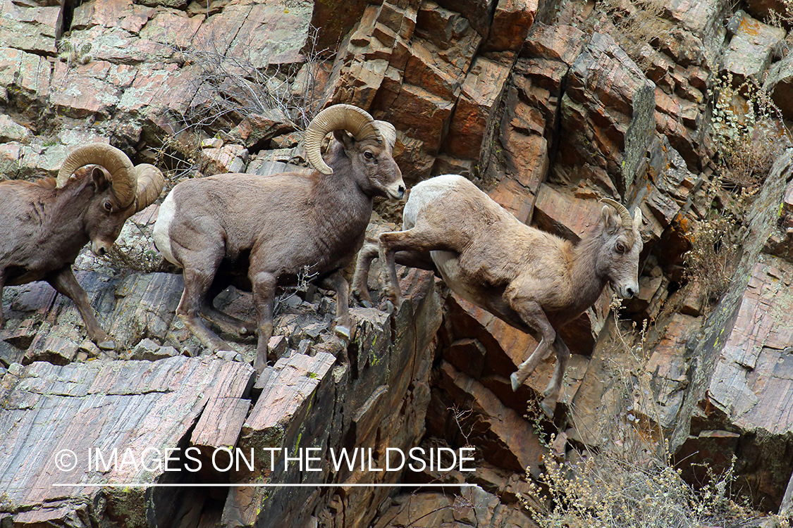 Rocky mountain bighorn sheep ram in rut chasing ewe. 