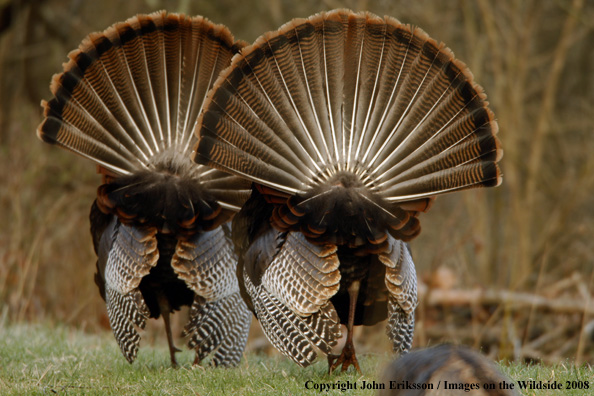 Eastern Wild Turkeys