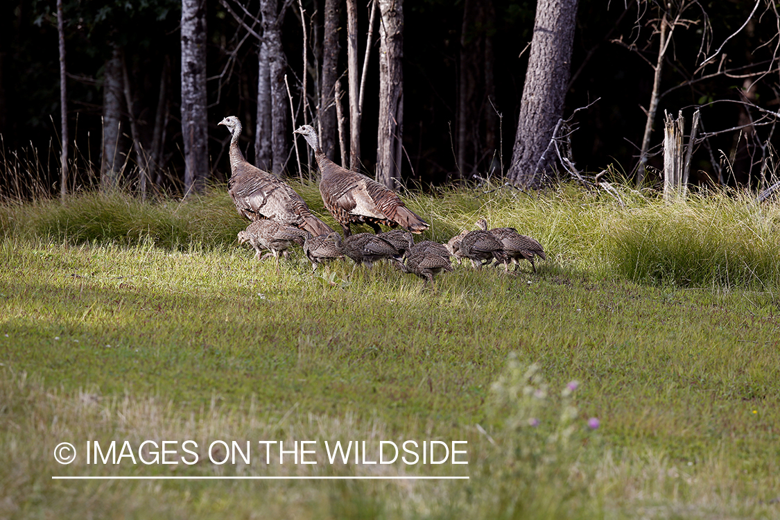 Wild brood of eastern turkey hens with poults. 