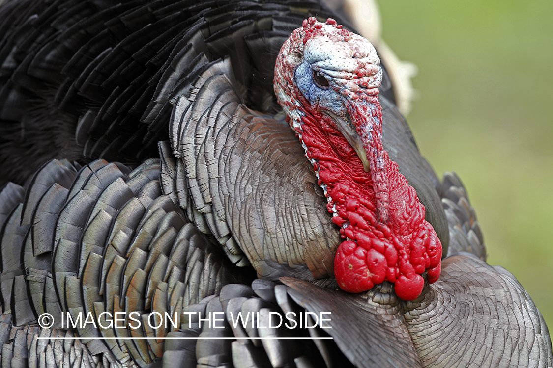 Rio grande turkey gobbler in spring habitat.