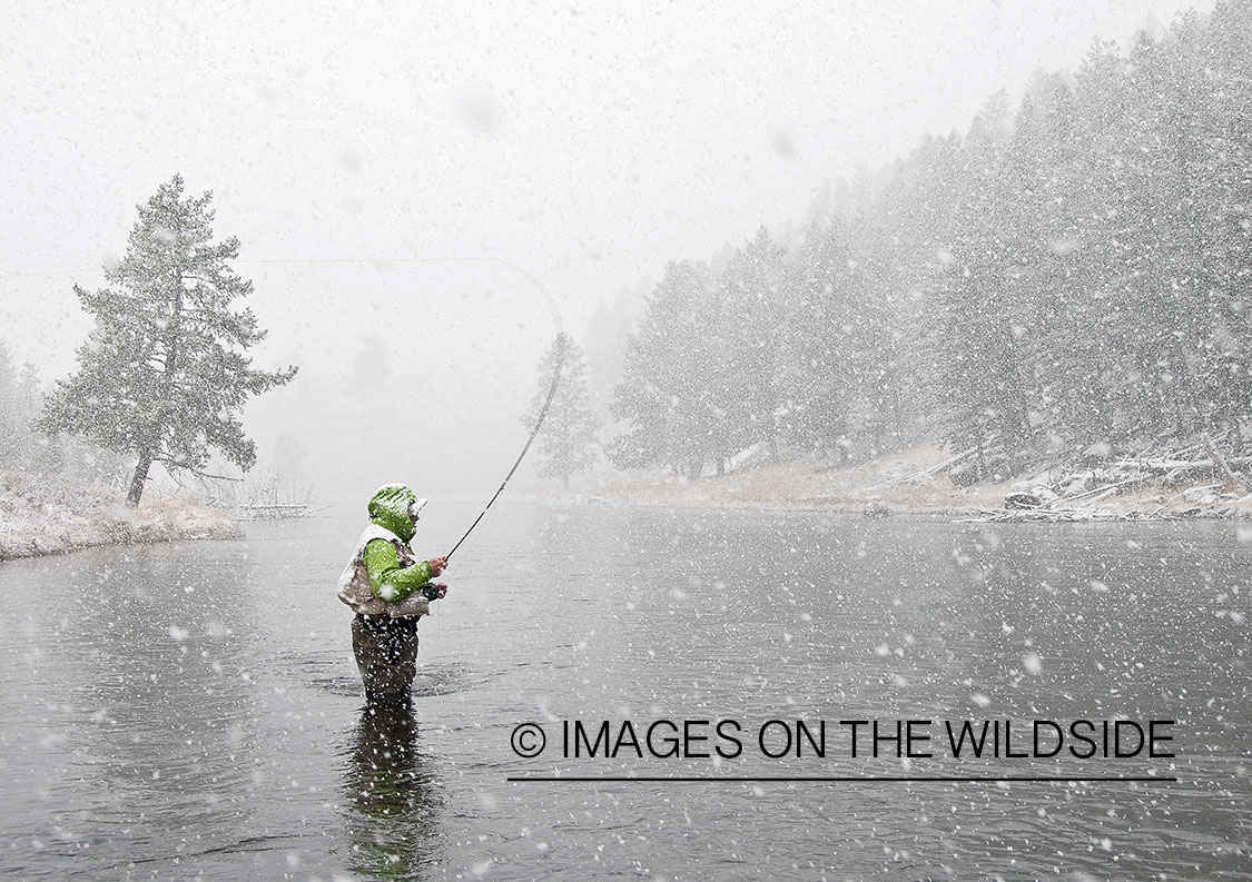 Flyfishing on Madison River, Yellowstone National Park. 